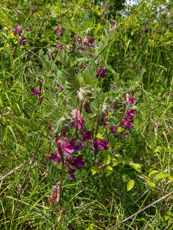 Vicia pannonica / Veccia ungherese